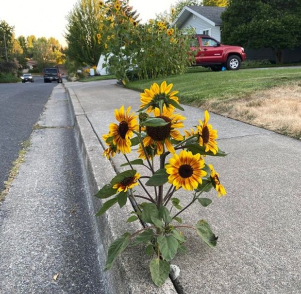 1. This rebel sunflower blooming in the middle of the sidewalk left his friends in the field.