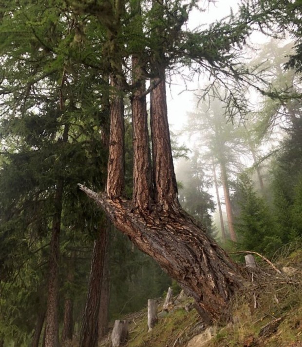 2. Three new trees grew on top of a dead tree stump.