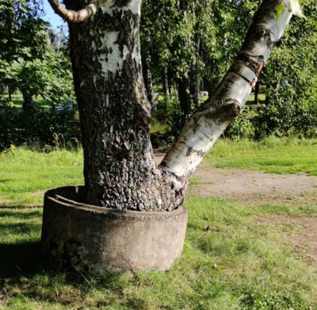 3. In this well in the garden, a new tree came to life.