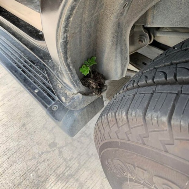4. Look at this plant growing in a pinch of soil in the car.
