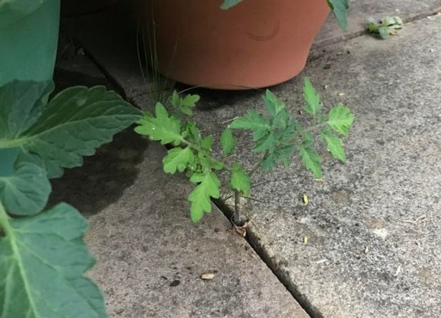 10. This tomato plant chose a small crack in the ground to bloom.