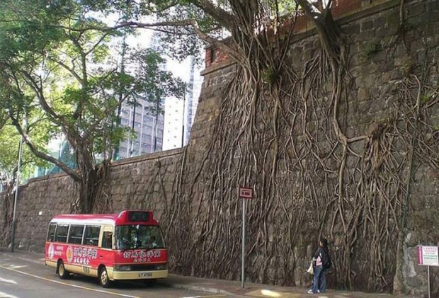 13. Look at how tree roots cling to the concrete wall.