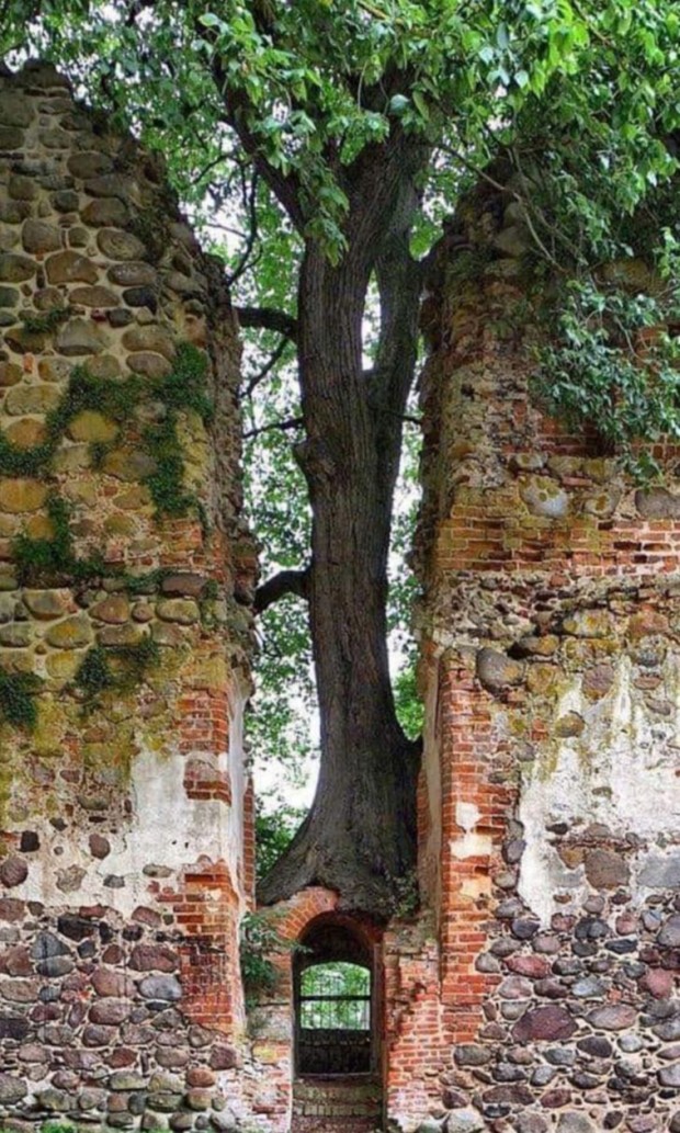 17. Have you ever seen a tree growing above the door?