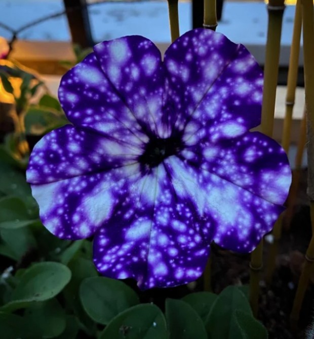 1- We said that nature has found various ways to surprise us. In this photo, a simple petunia with the appearance of a vast galaxy is just enough all alone.