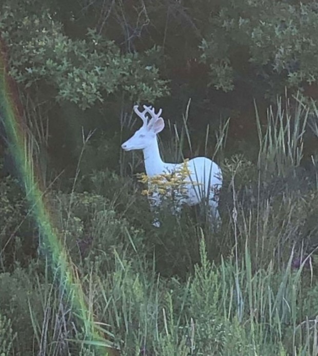 3- You probably have seen a lot of albino animals, but have you ever seen an albino deer?