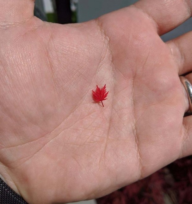 5- Maples are magnificent trees with their appearance. What makes these trees so special is that their leaves are red, and here it is a cutest and tiniest leaf!