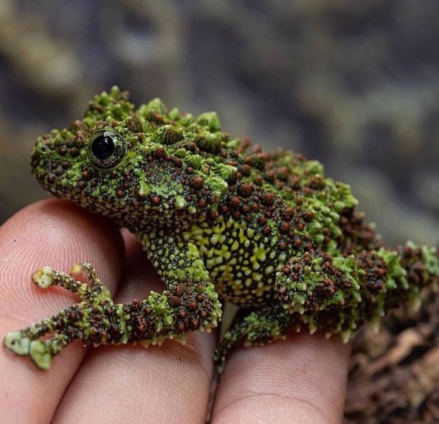 8- The mossy frog is one of nature's strange creatures. As surreal as it may seem, it's a fairly common animal in the forests of Vietnam.