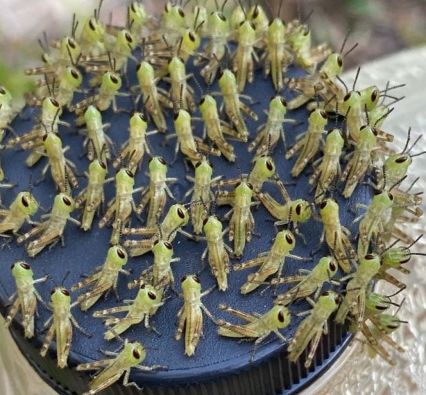 12-Besides all the Grasshoppers together, I wonder why they're all baby grasshoppers?