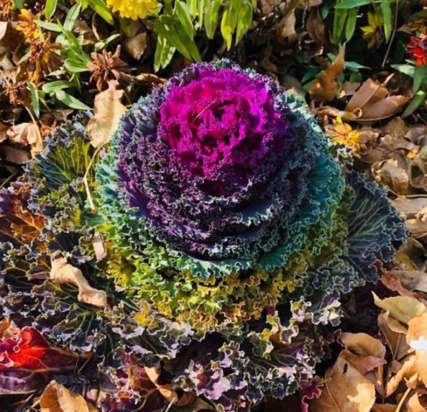19- This is actually a cabbage. It looks like a flower volcano of some sort.