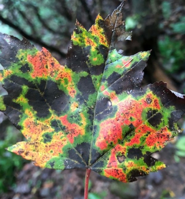31- Look at this leaf! It resembles a heat scanner or forecast diagrams.