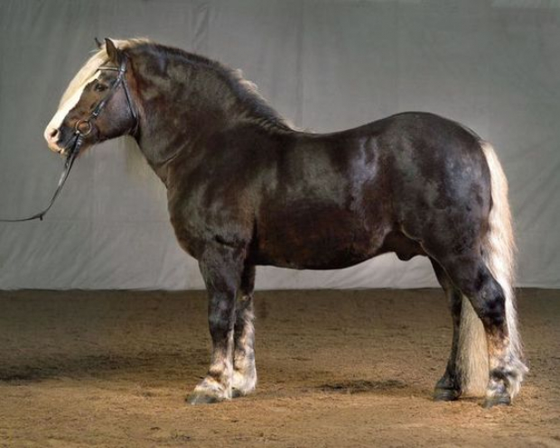 The Black Forest Horse
 