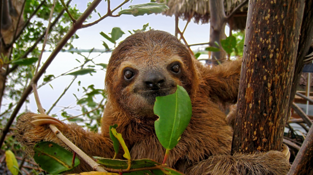 The three-toed sloth
 
