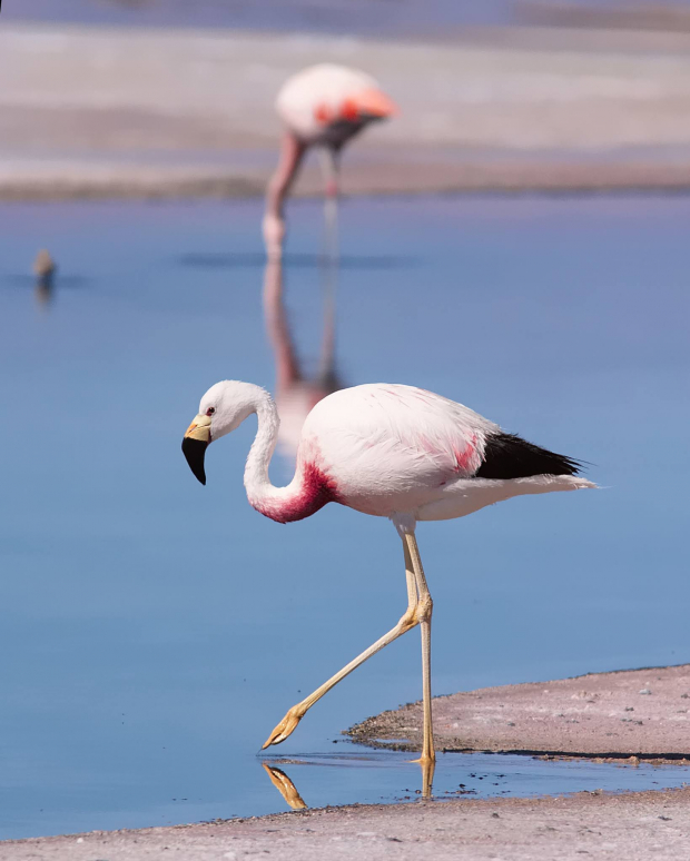 The Andean flamingo
 