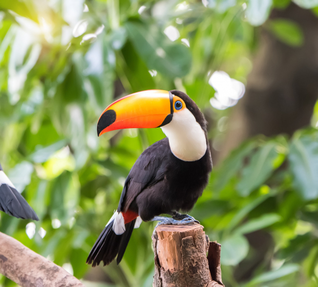 The toco toucan
 