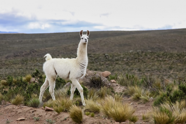The llama
 
