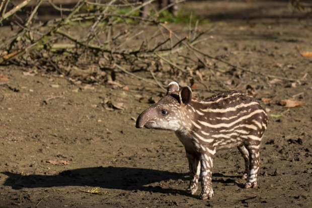 The Brazilian Tapir (aka the South American tapir)
 