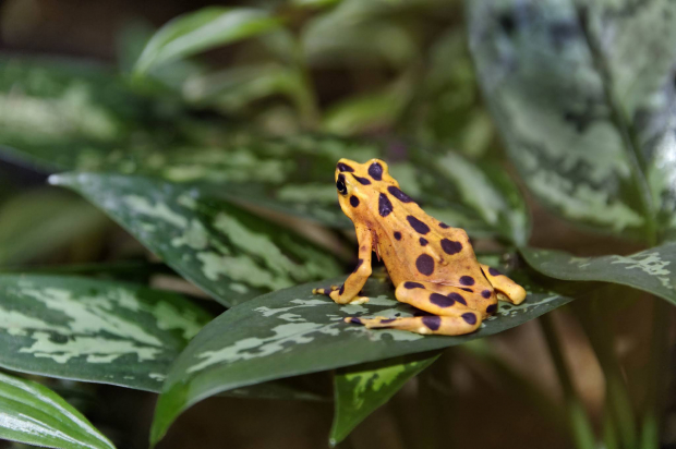 The Panamanian golden frog
 