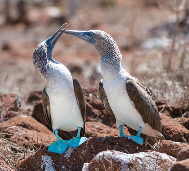 The blue-footed booby
 