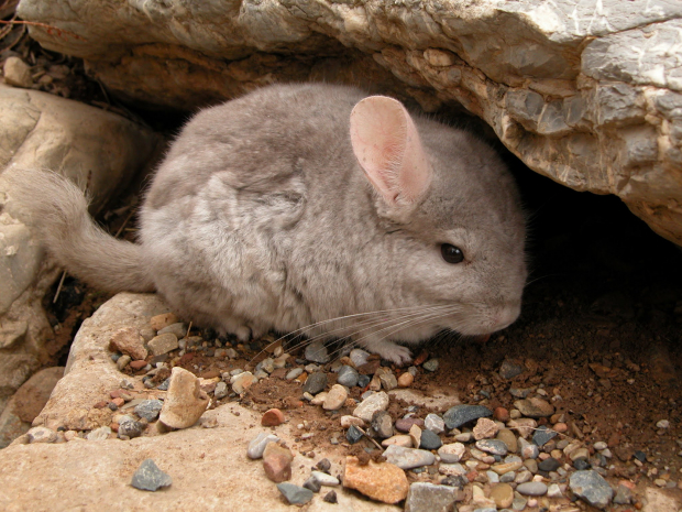 The long-tailed chinchilla
 