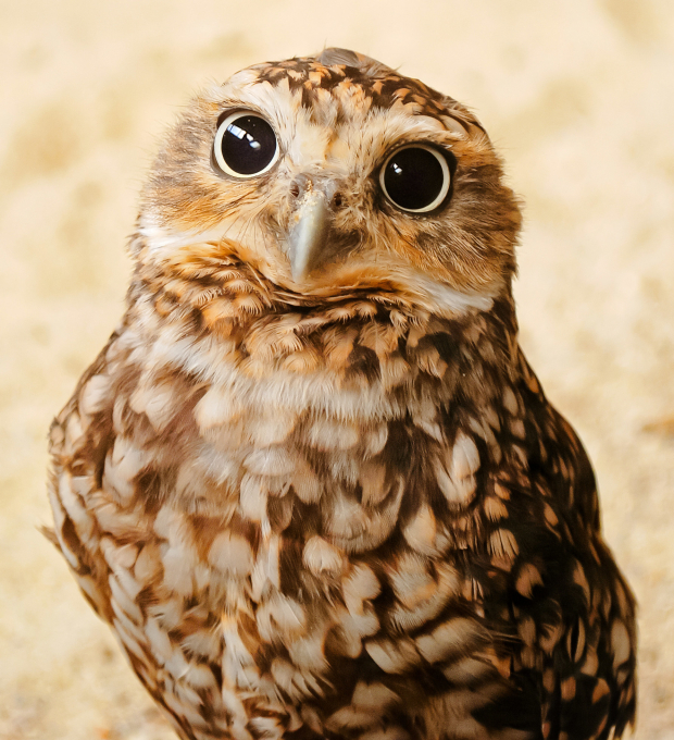 The burrowing owl
 