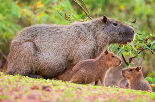 The capybara
 