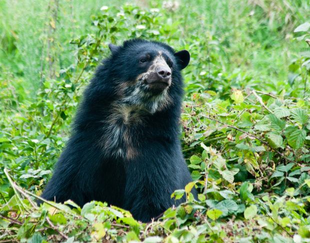 The spectacled bear (aka The Andean bear)
 