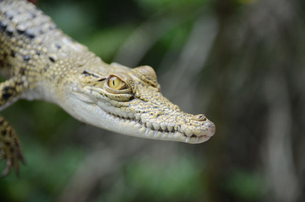Scientists played classical music for crocodiles