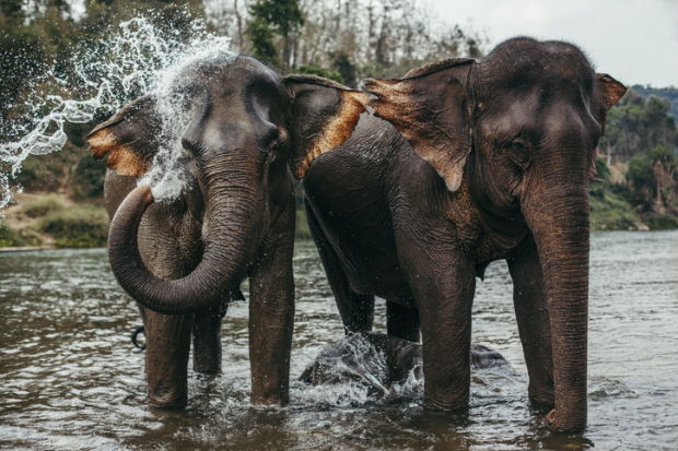 Turns out Asian elephants can actually count, and they are very good at it!