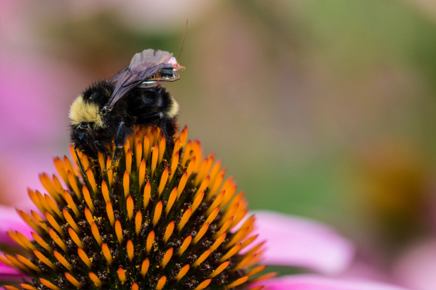Scientists have managed to come up with a sensory system tiny enough to ride on bumblebees