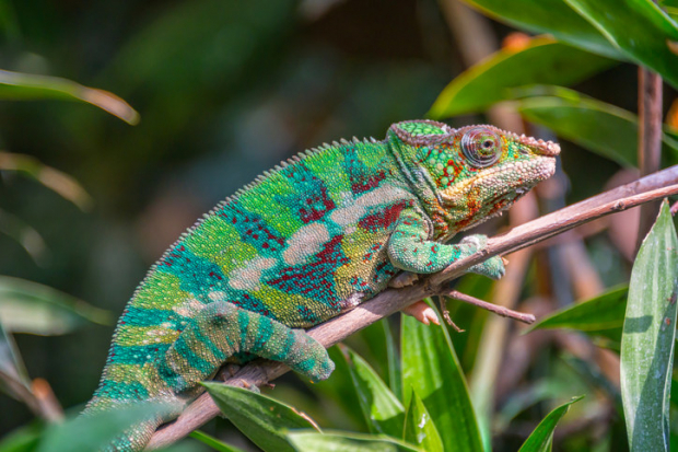 Researchers managed to find three new chameleon species.