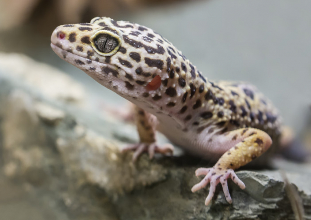 Lizards also have dreams just like humans do!
