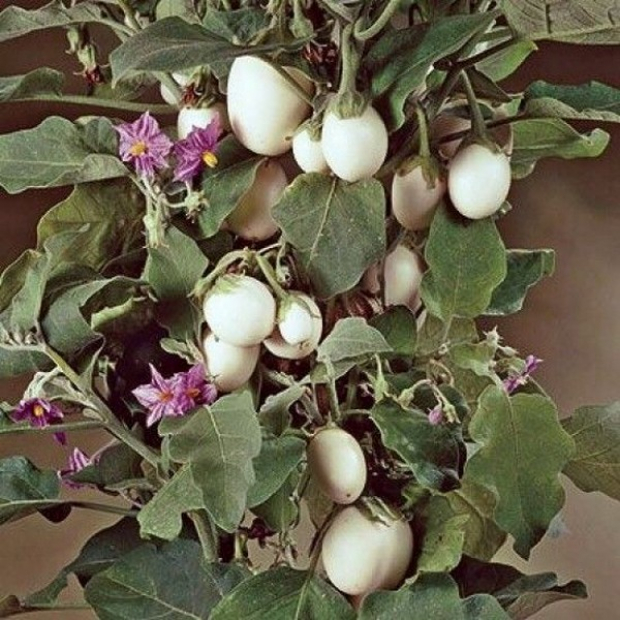 Solanum Ovigerum