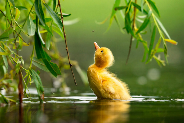 Mallard Duck by Zdenek Jak