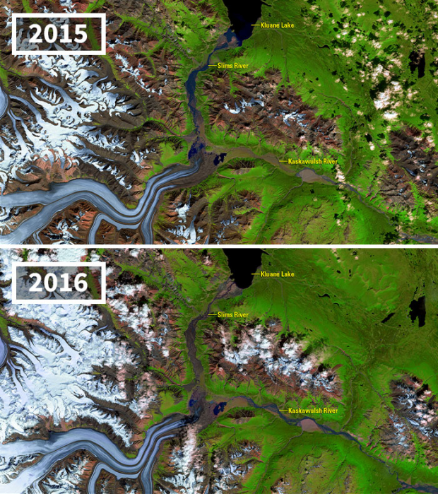 Kaskawulsh Glacier meltwater possibly alters downstream ecosystems permanently