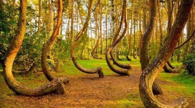 “Crooked forest”, of Western Poland