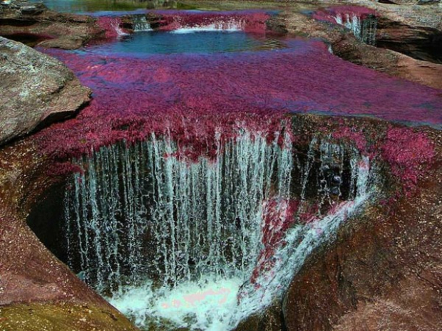 Cano Cristales- The River Of 5 Colors