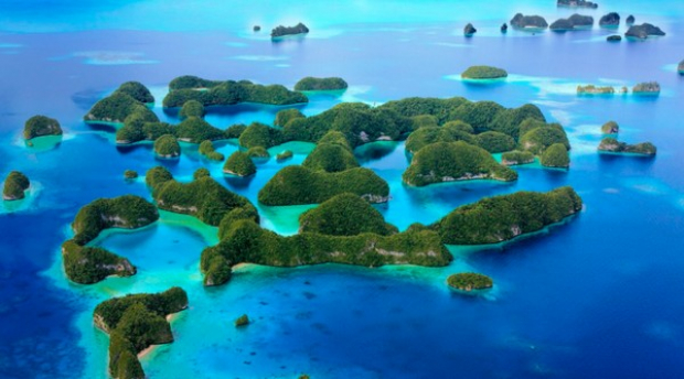 The Corals of Palau, Republic of Palau
