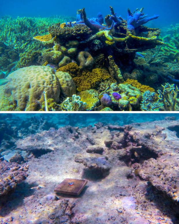 There once were a lot of corals at the Great Barrier Reef