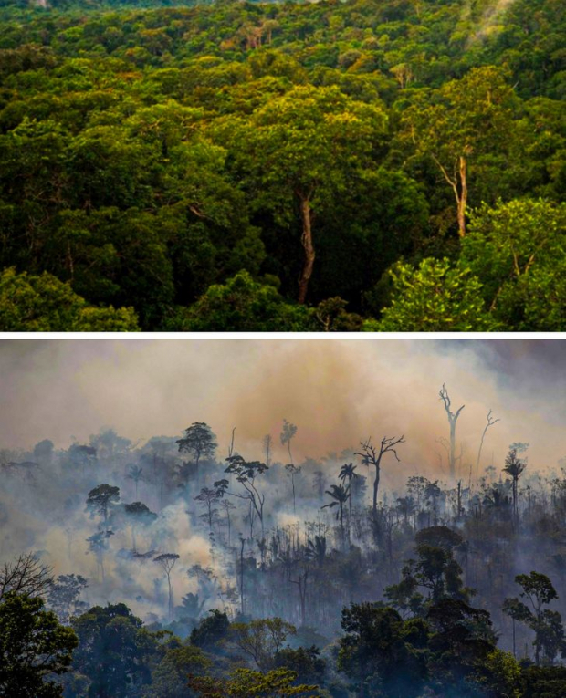 We want the green Amazon Forests back!