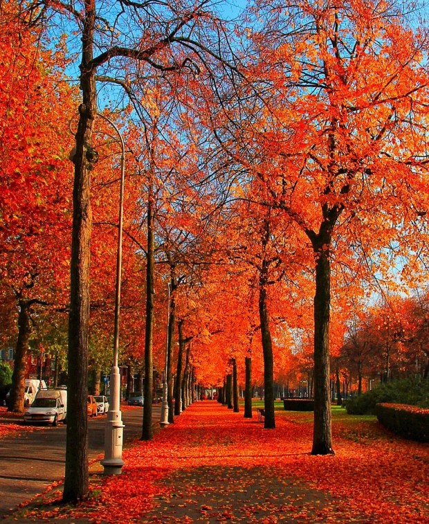 10. Reddish fall in Amsterdam, Netherlands