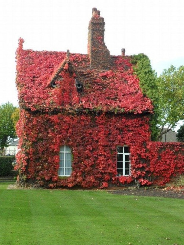 1. Red leaves surrounded the cottage in Dartmouth Park, Sandwell, England