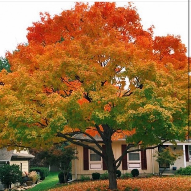 6. Combination of foliage colors, Hope, Rhode Island