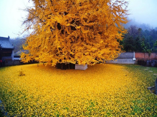 16. Yellow fall in Fujian, China