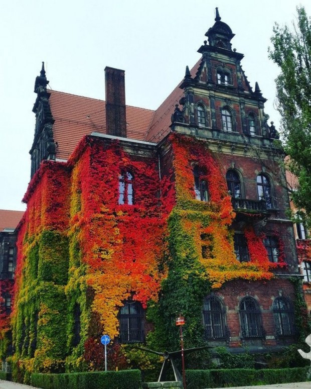 17. A building encompassed by fall in Wroclaw, Poland
